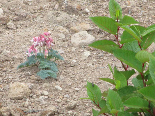 侵食移動の激しい砂礫地にしか咲かない高山植物の女王コマクサ　脇に見えるのはオンタデ、これも荒れ地に生える先駆的植物です