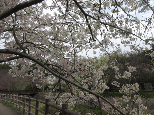 当日、一番可愛かった桜