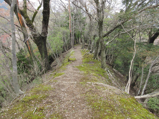 花びらで飾られた山道