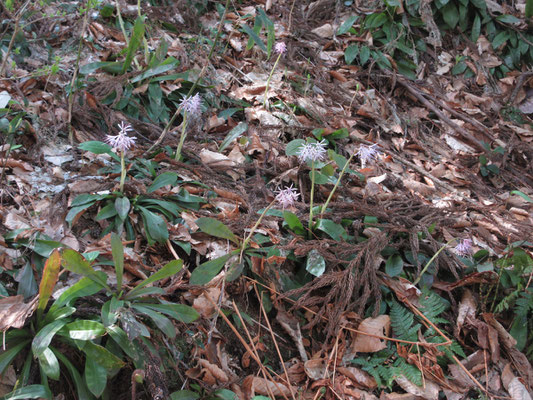 見ていて飽きない　こんな所で油を売っているから、全然登山口から歩き出せない