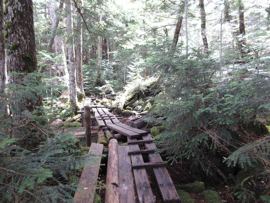 しばらく登っていくと、木道の登山道に入っていく