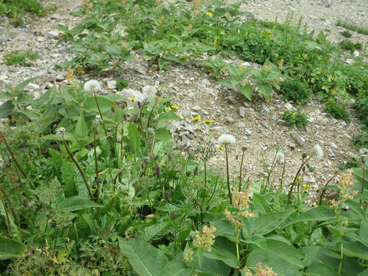 少し行くと稜線上、東の谷側にタンポポ？と思われる植物が…　すでに種になっているが、こうした下界の（それに外来植物？）がこんな場所に繁茂していていいのだろうか？？