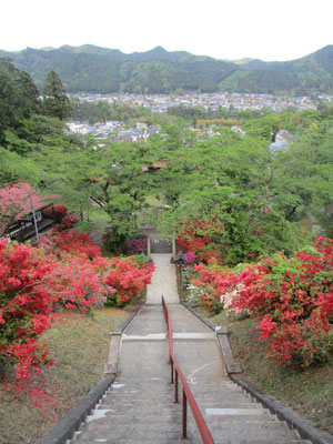 向こうの奥多摩の山並みを借景に、参道の階段脇を満開のツツジが飾ります