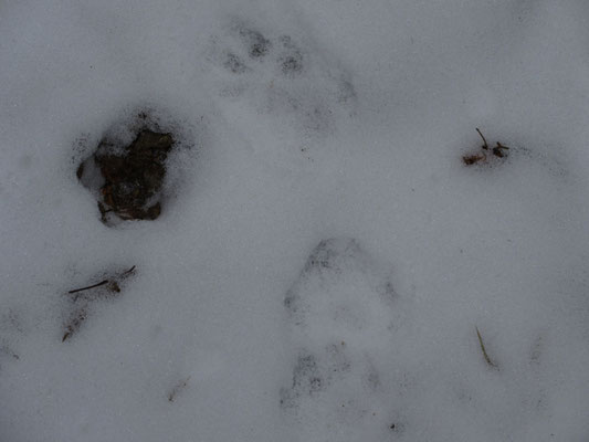 その雪の上には、さっきの落とし物の主の足跡か…