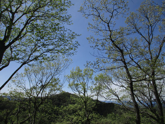 申し分のない晴天　青い空　若葉が踊っているようです