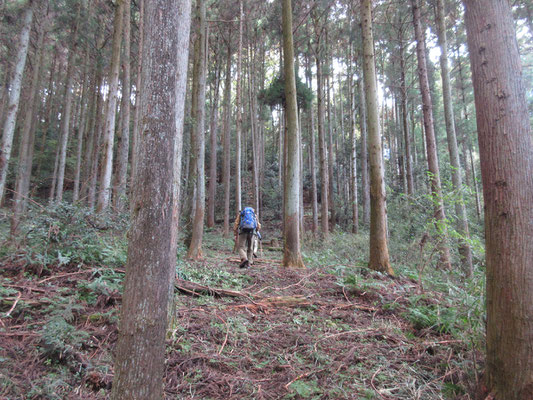 杉の植林帯に入るとあとは一気の急登