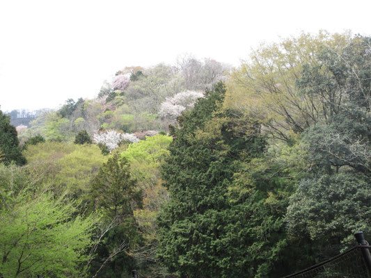 春色の山