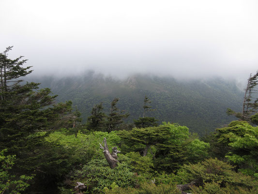 梯子を登って大岩の上に飛び出すと、そこは展望地なのだが、生憎のガスで早池峰山は臨めず