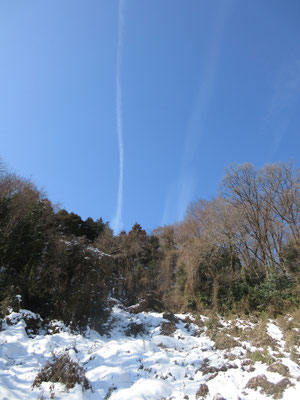 見上げれば、ヤブの上は青空と飛行機雲 いい天気