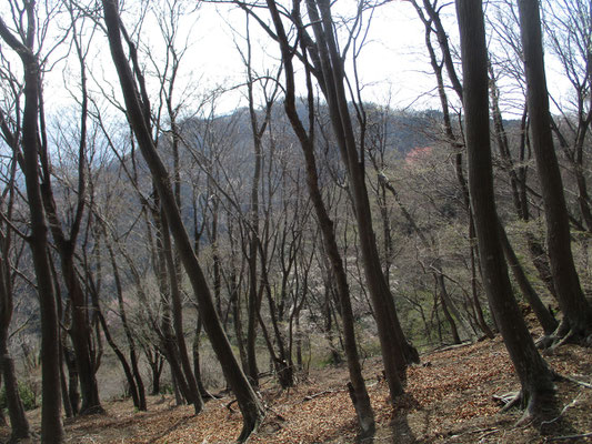 この樹林越しの景色も葉が繁茂し始め、もうじき見ることができなくなる