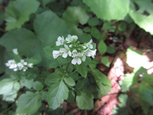 ハタザオの花に似ているが、葉っぱが違う　なんだろう？
