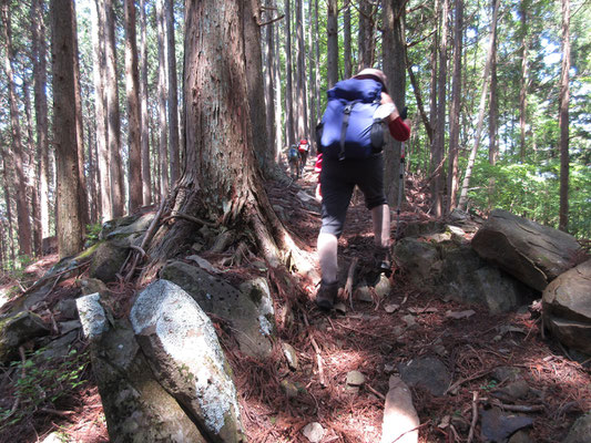 稜線に到着　植林帯のなかを神野山に向かって登っていく