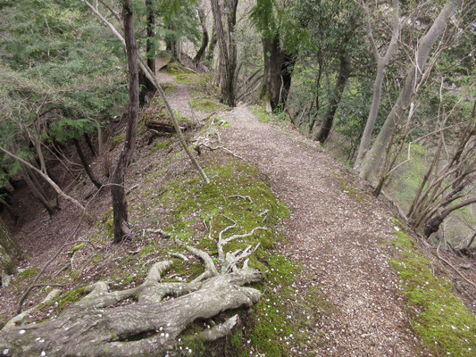 ひとしきりして、桜の花びらの渡り廊下のような山道を下って行く