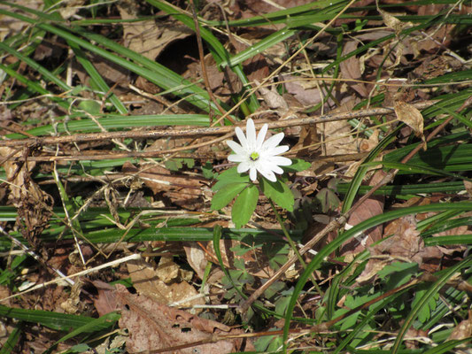 往路では気づかなかった（というかまだ開いていなかった）花はアズマイチゲでした！