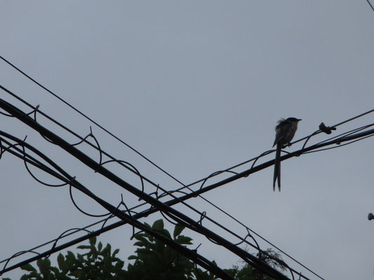 風で羽毛が逆だっている　関東ではこうして普通に見られる鳥だが、関西では貴重種のように珍しいらしい