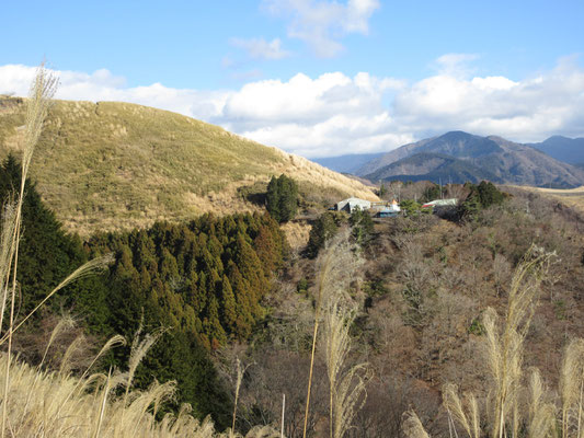 目を転じれば大野山山頂下に牧場が見える