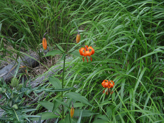 小屋の側はお花畑になっていた　クルマユリ