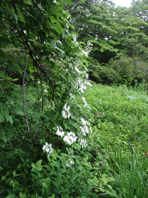 カンボクの花　木にからみつくアジサイのようです