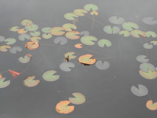 池に浮かぶ秋の模様