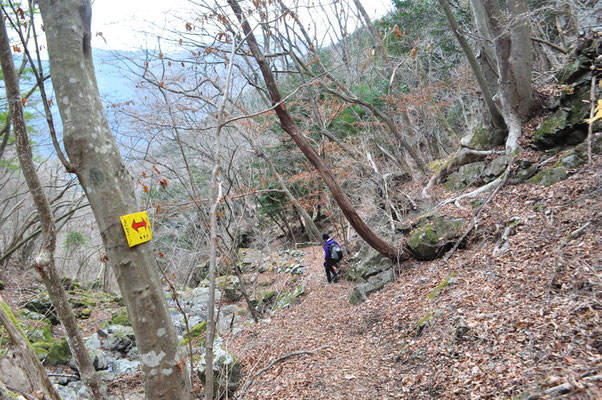 全般、暗い植林帯の登降でしたが、こんな気分のいい自然林も少しはありホッとします