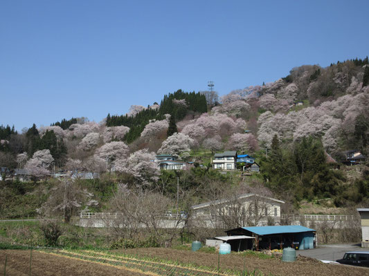 村内の山桜