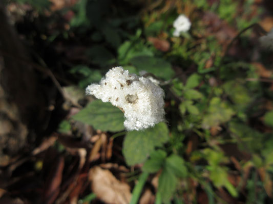 アルプの庭先で見つけた綿毛状の種　秋明菊の種と分かりビックリ