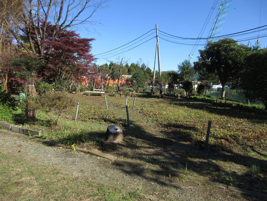 事務局がここ一年ほど、ずっと大きくなった木の伐採に励み、ヒオウギ田圃の後ろもすっかり明るくなった