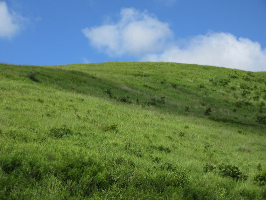 霧ヶ峰的な眺め