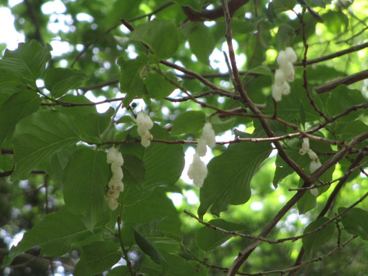 華厳山への登り　月例登山だとたいていこの当たりで休憩をとるが、そこにネジキがある　その木がちょうど花盛りだった