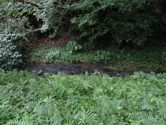 敷地内には沢（小川）もあるが、水は白く濁っていて見た目からもきれいそうではない　上流部に何か施設があるから？　