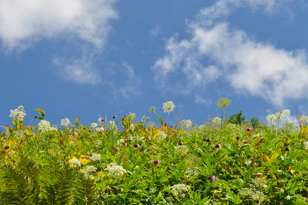 花畑と晩夏の青空