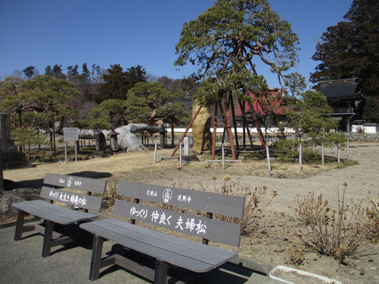 一度ゆっくり車を停めて近くで眺めてみたかった須玉・遠照寺の夫婦松