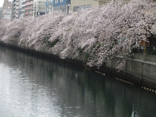 大岡川の桜