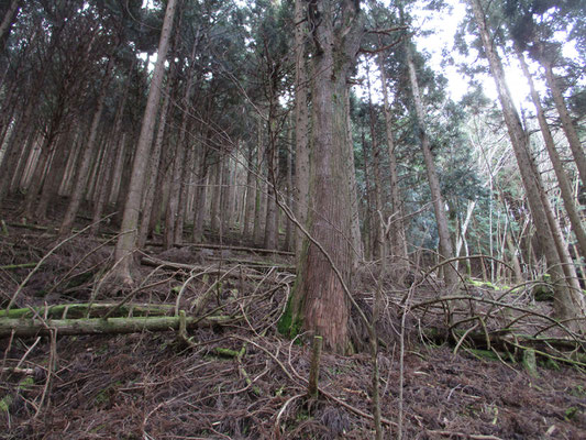 ジグザグに付けられた登山道は割と歩きやすいのですが、どうも暗い感じの植林帯のなかで面白みに欠けます