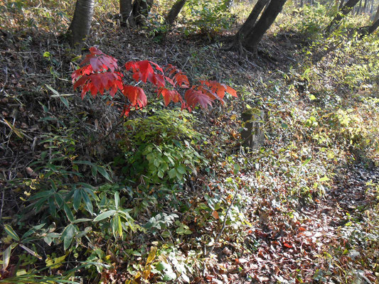 古い石碑と紅葉