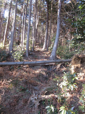 倒木をまたぎつつ、しばしずれ落ちそうな急登を踏ん張り辛抱のアルバイト　5℃程度でも汗ばむ