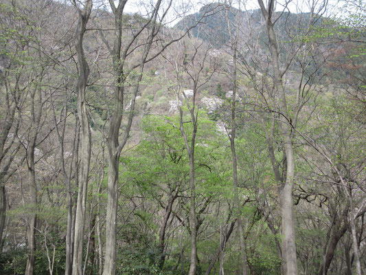 こちらからは華厳山の尾根を眺める　あちらの尾根を登っている“本隊”からはこちらの高取北尾根の山桜が楽しめる