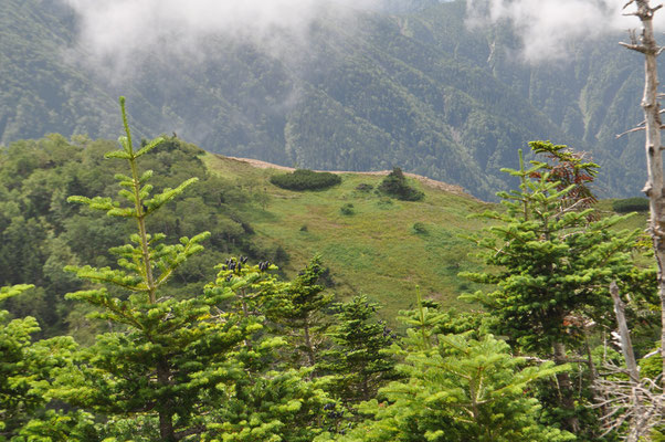 峠から少し登ると向こうの小河内岳に続く登山道沿いに花畑の草地が見えます　面白い景色ですが、その草地の向こう側は断崖絶壁