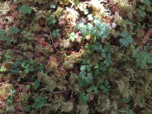 苔と色々な植物 春には花が咲いて可愛いかっただろう