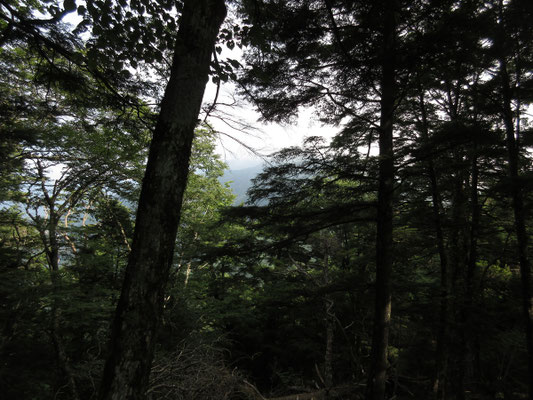 鳳凰山方面とか展望が得られると説明書には書いてあったが、樹林の茂りとガスで何もなし