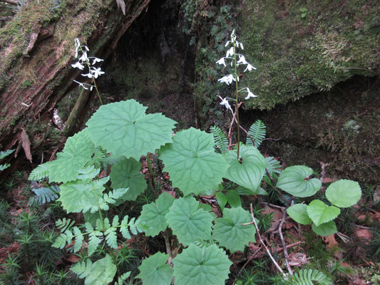 早池峰山の登山口付近（シカ柵内）でみかけたオサバグサが、薬師岳では無数に咲き乱れていた　まるでオサバグサの道