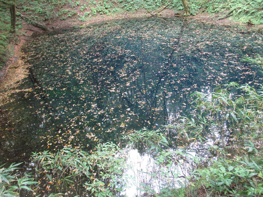 が、湖面には散った葉っぱが一面だし、日差しの具合もよくなく青池ならず