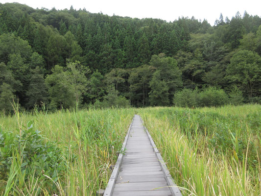 入り口の雰囲気からは想像しにくいほどの立派な木道が続き、うまく散策できるようになっている