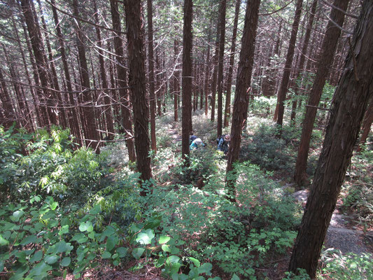 急な階段が続くが、林床には緑が多くなってきた