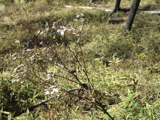 キク科？の植物のタネ　輝いてそれは美しいです