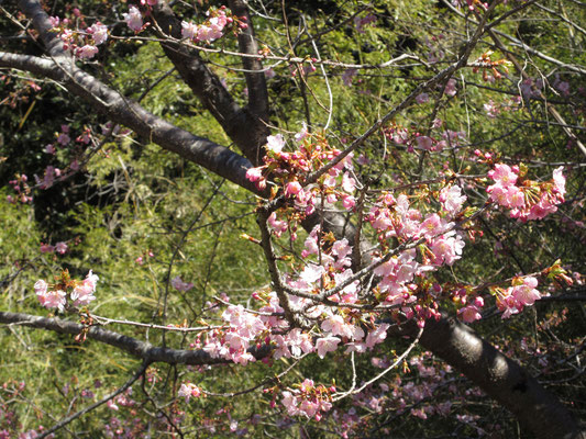 河津桜は咲き始めているものもあれば、まだまだ蕾が堅いままのものも多い