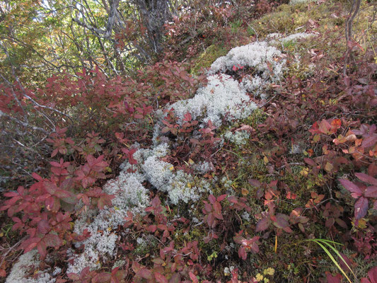 再びの雲のような地衣類とツツジの仲間か、紅葉とのコントラスト