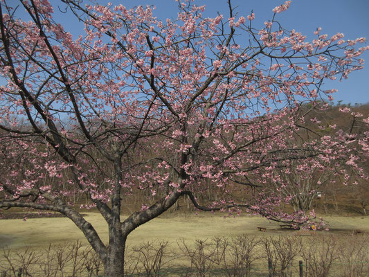 池の畔には数本の桜　小緋寒桜だろうか？