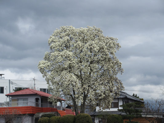 しばし日野春アルプ美術館で過ごした後、ロッジ山旅に向かい、長沢さんと合流　写真は見事なコブシ満開