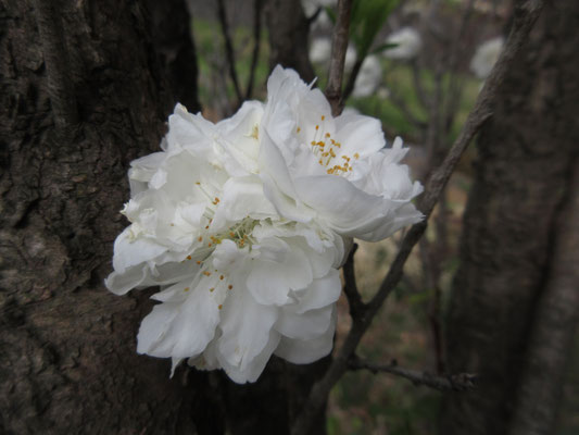 八重の真っ白な桜　これはきれいだった